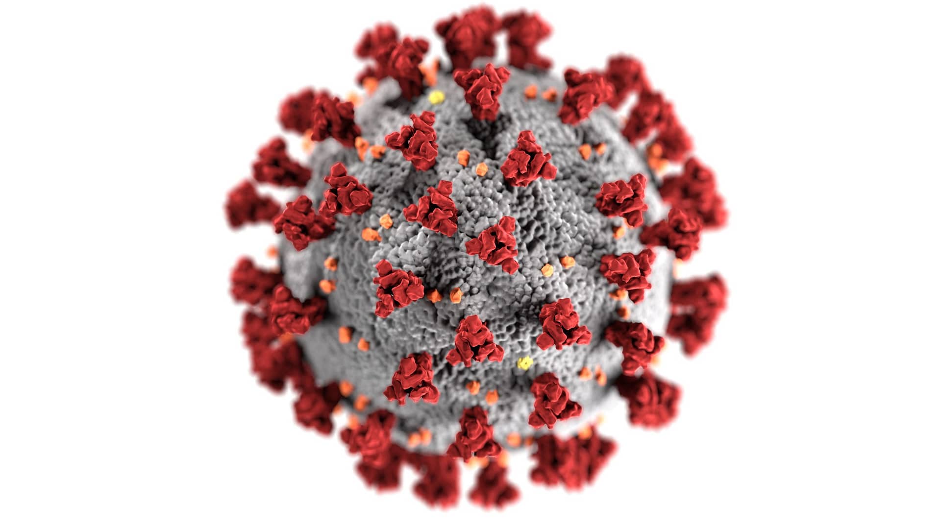 coronavirus and immunity close up of coronavirus